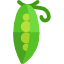 avoine